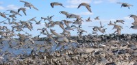 Waders in flight, Delaware Bay (Simon Gillings)